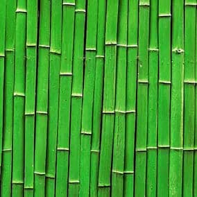 Bamboo